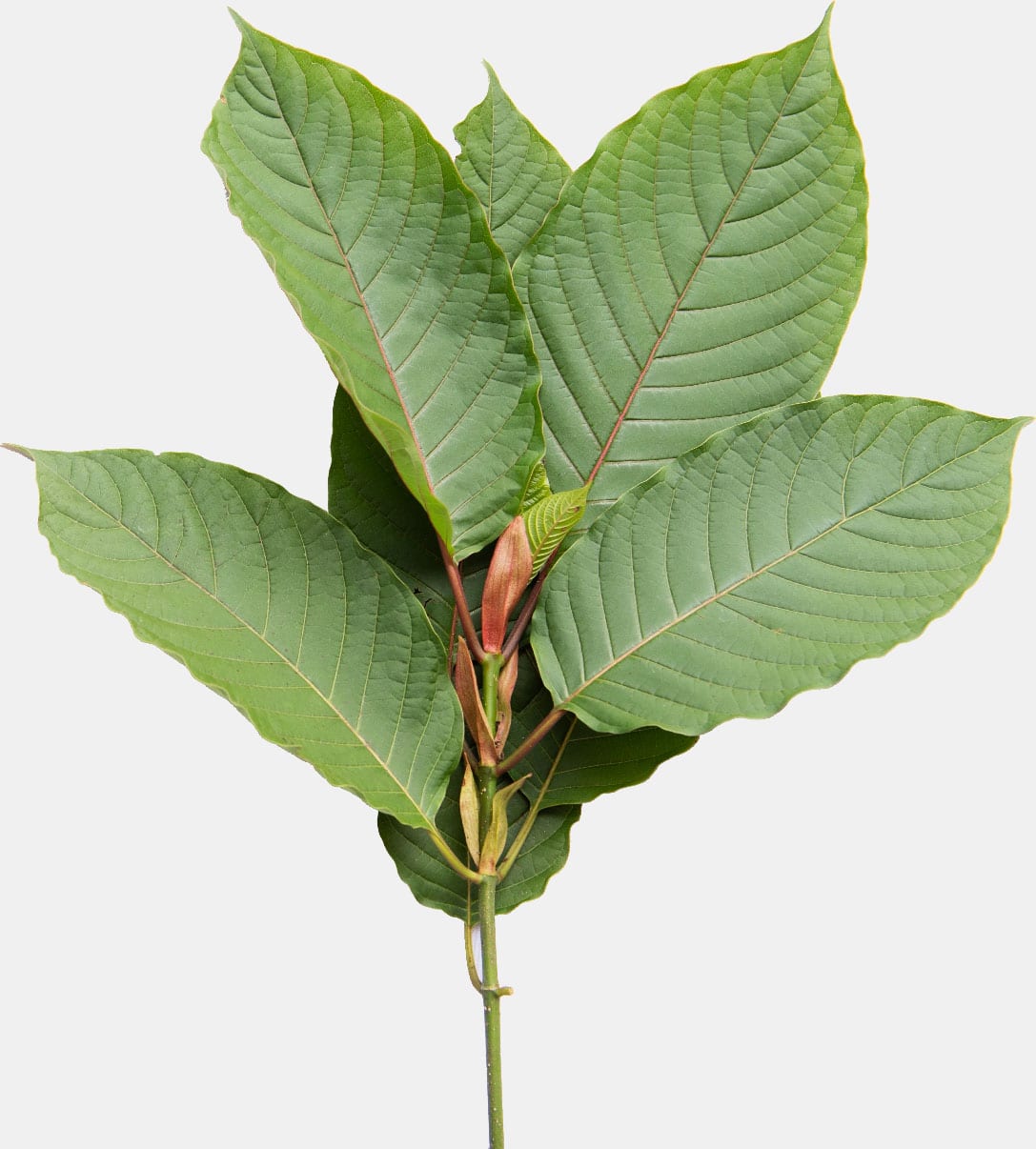 leaves leaves