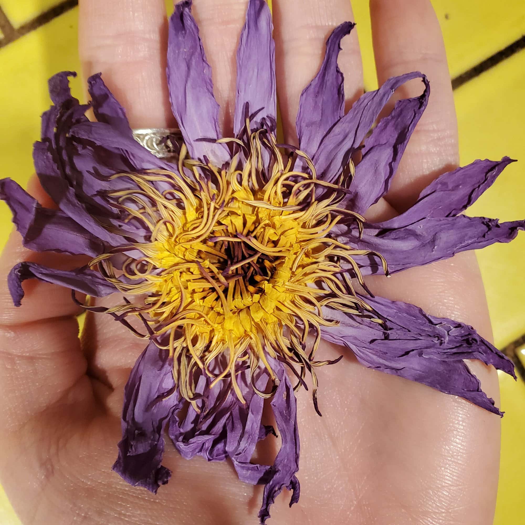 Whole dried Blue Lilly flower